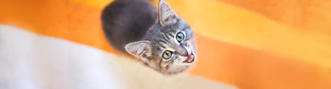 ¿Por qué maúllan los gatos? Es parte de su comunicación y lenguaje felino para hacerse entender de su tutor.