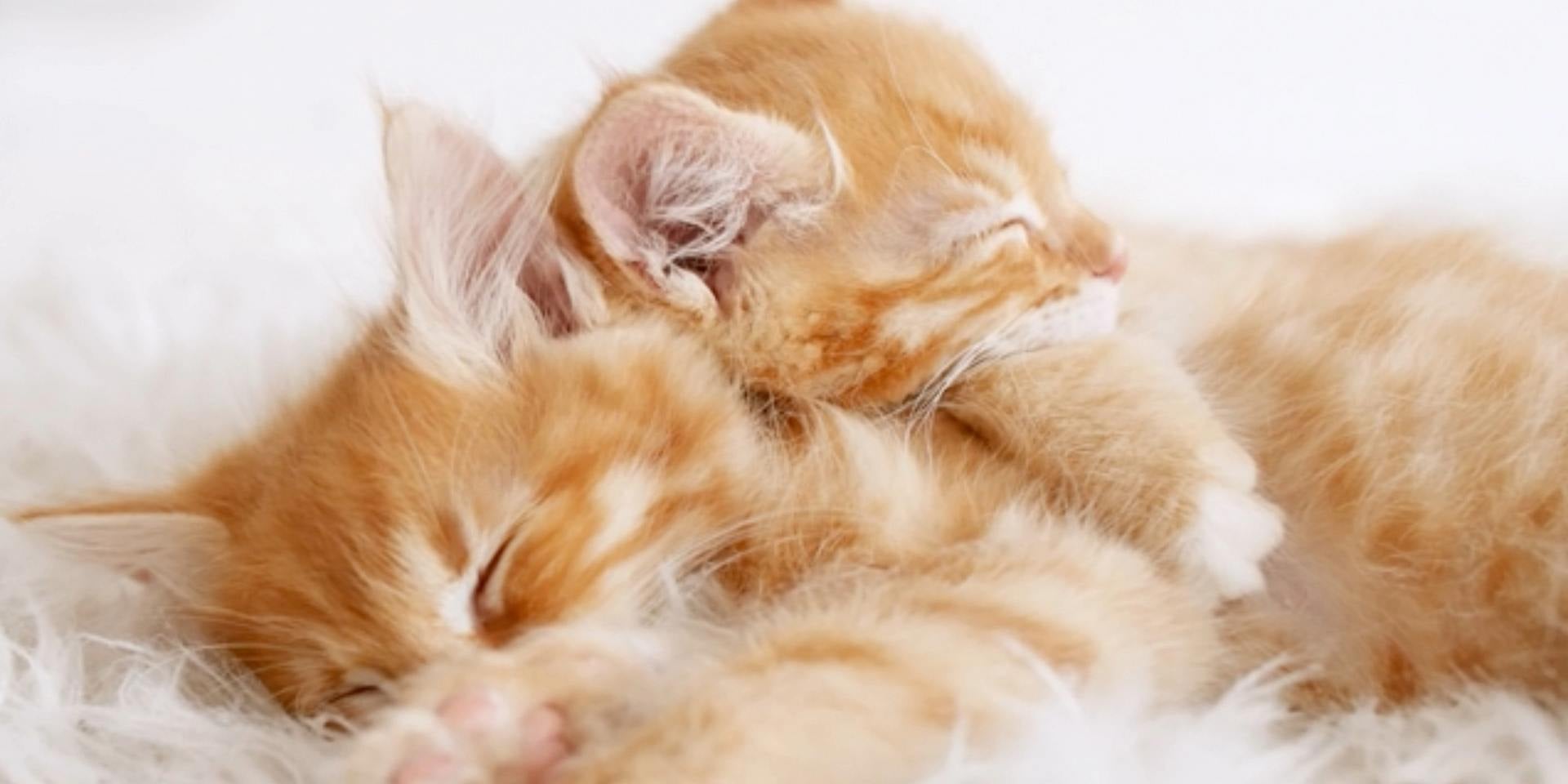 Mamá gata junto a su gatito. La socialización inadecuada podría explicar por qué mi gato me muerde.