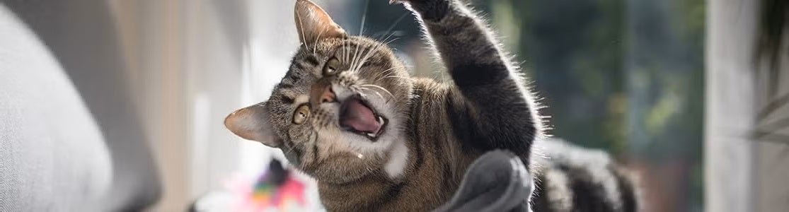 ¿Por qué mi gato me muerde?