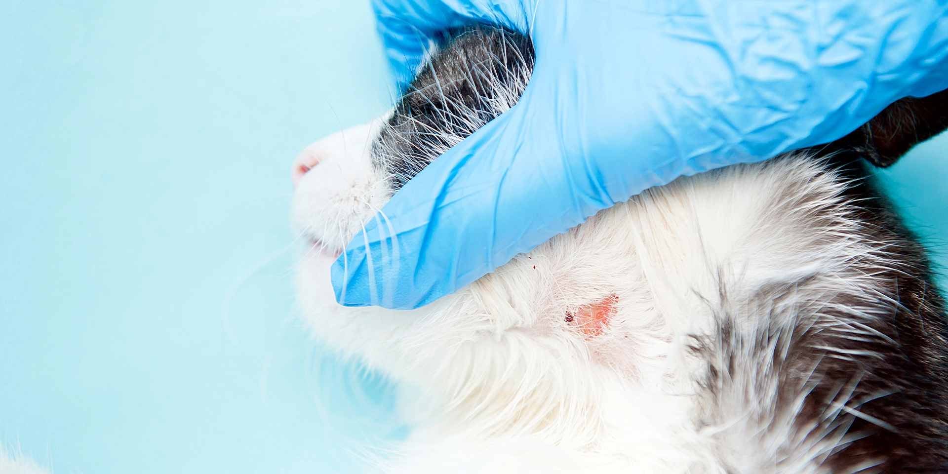 La caída de pelo es uno de los primeros síntomas de la tiña en gatos, como en este gato con lesión en la piel.