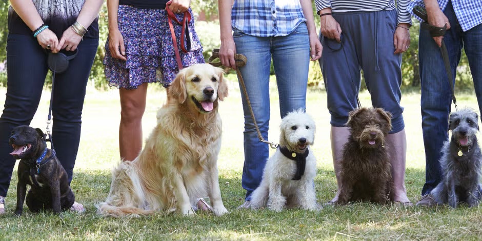 Existen grupos de adiestramiento canino, como el de la imagen, para facilitarselo a los tutores.
