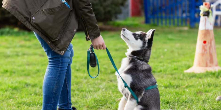 Tutora usando mimos y premios para el adiestramiento canino.