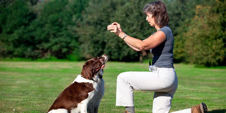 Adiestramiento canino.