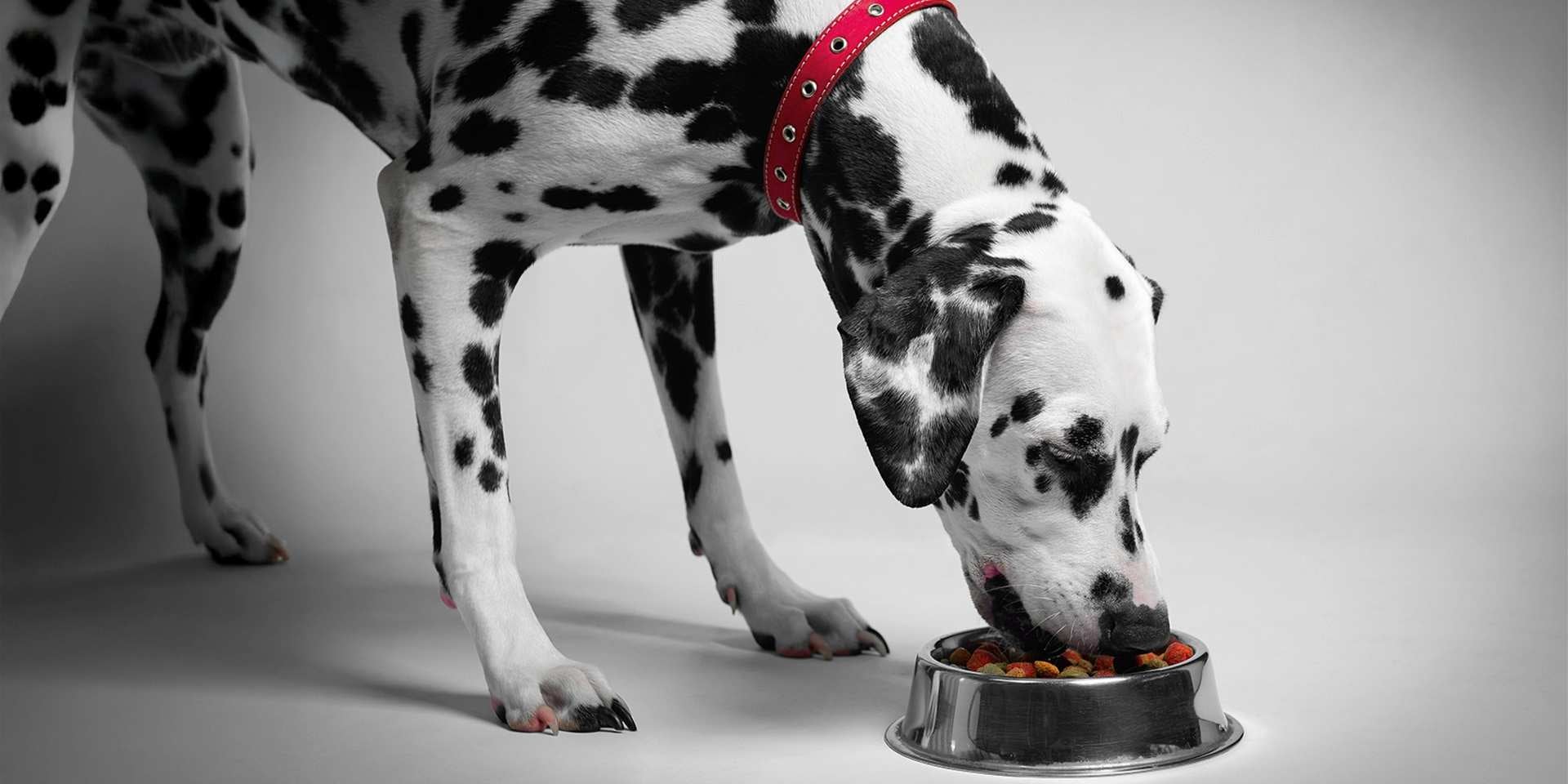 La nutrición es clave para el apareamiento en perros. Dálmata alimentandose.
