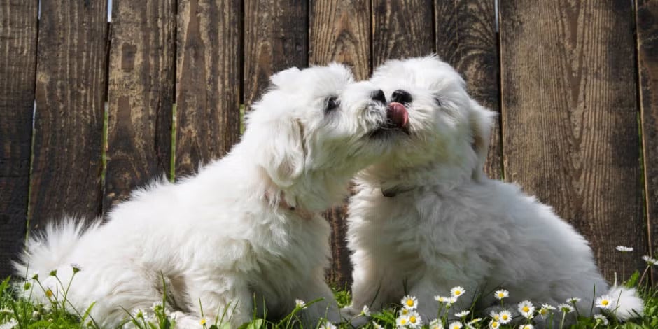Fase de olfateo del apareamiento en perros de raza pequeña.
