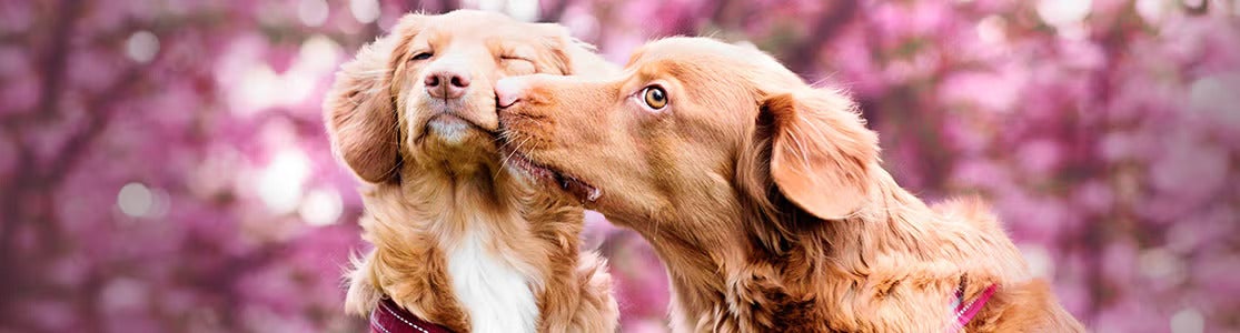 Apareamiento en perros.
