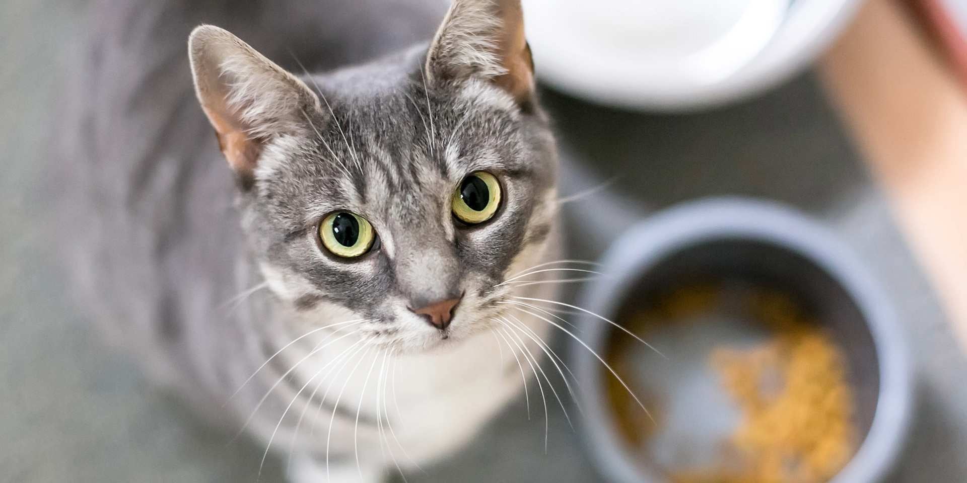 Conocé los beneficios de la comida húmeda para gatos. Michi junto a su plato.