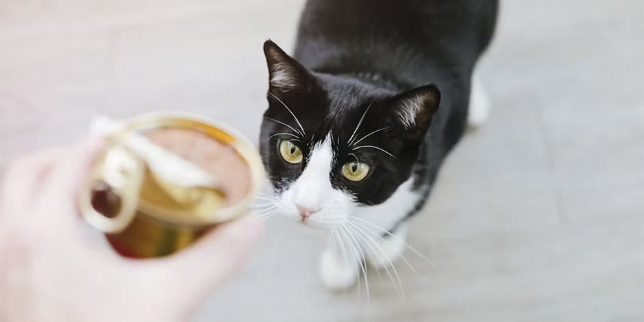 Conocé los beneficios de la comida húmeda para gatos