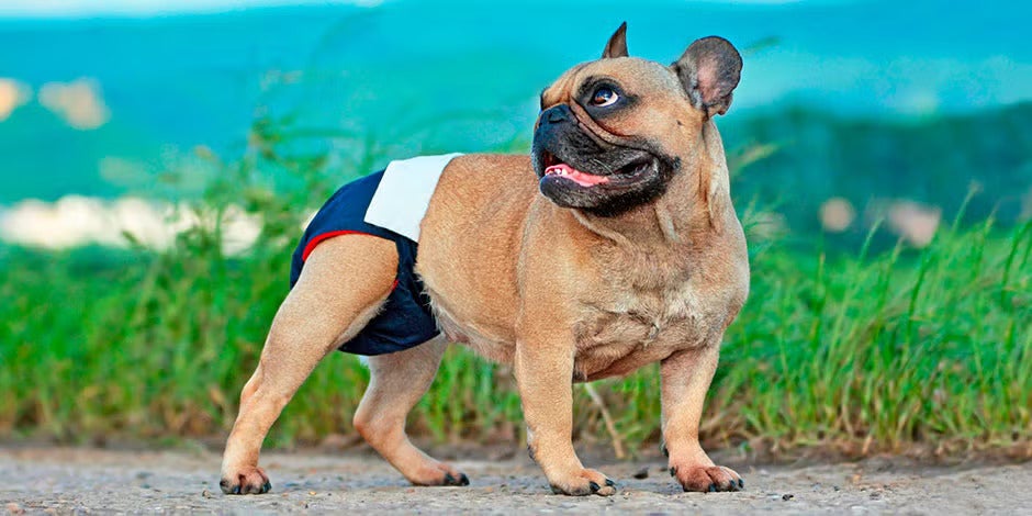 Celo canino: ¿cuánto dura el periodo de una perra y cómo cuidarla?