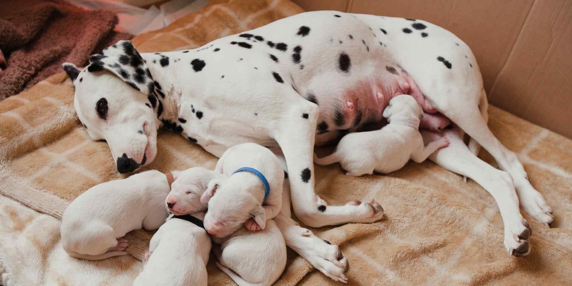 Cuánto tarda en parir una perra primeriza. Mamá perruna dálmata junto a sus crías.