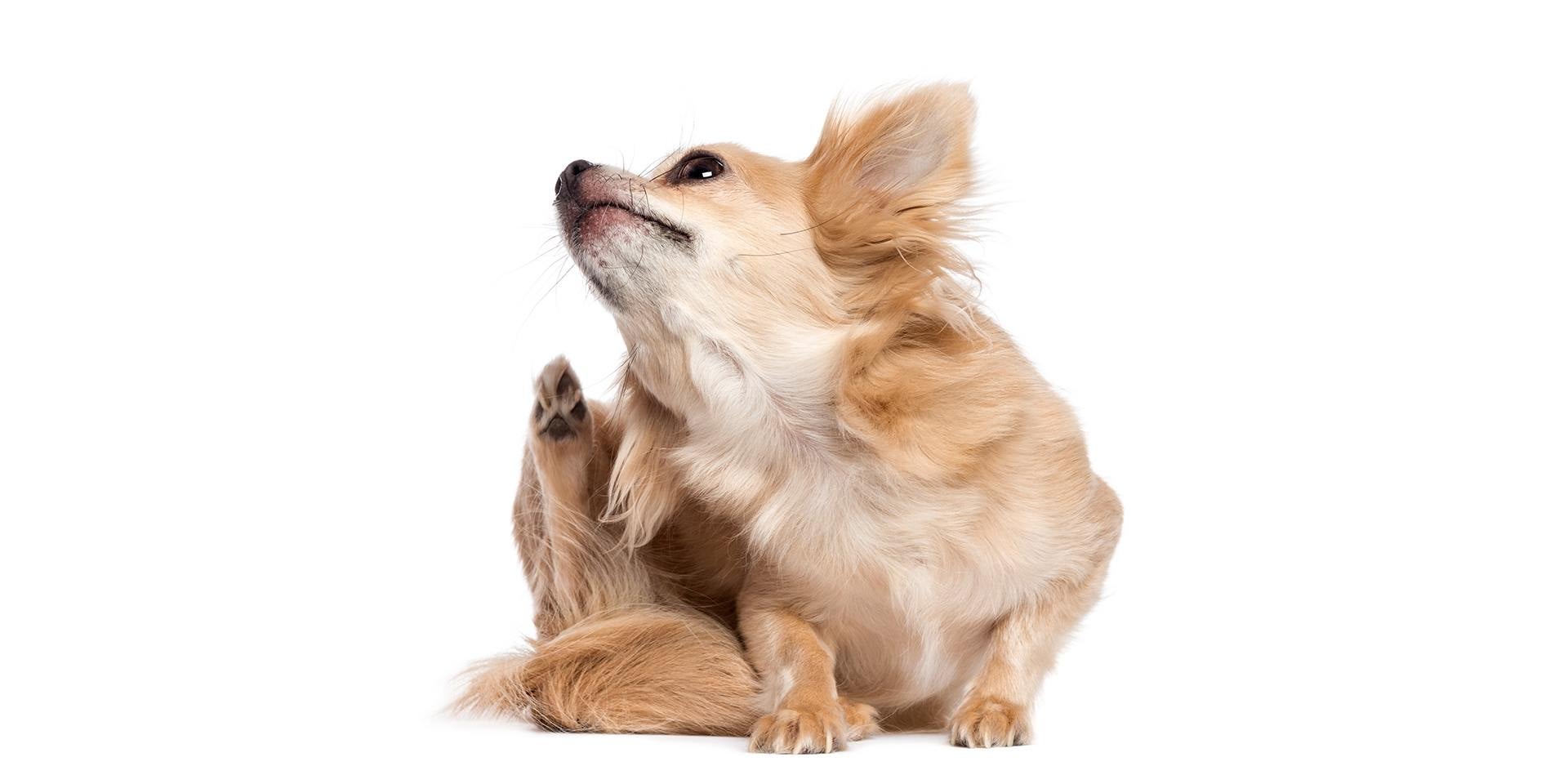 Hay muchos factores detrás de la piel irritada en perros. Can de raza pequeña rascandose por la comezón.