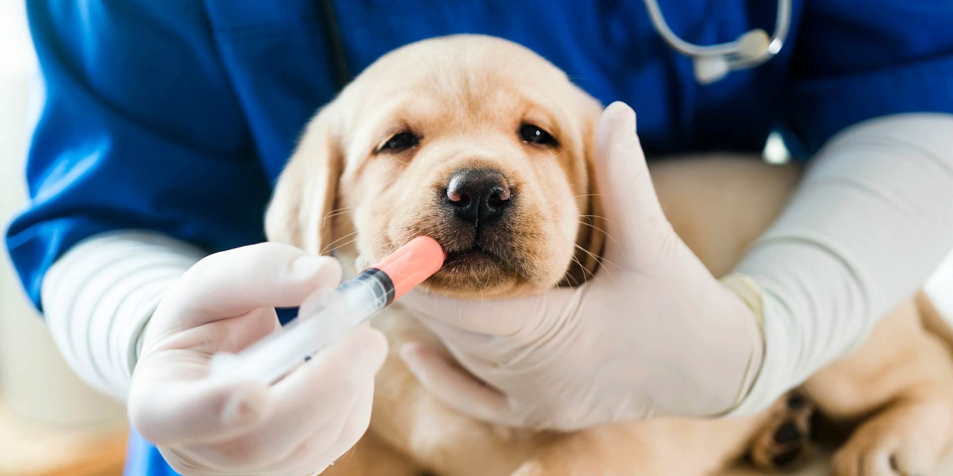 Cada cuánto se desparasita un perro cambia según la edad. A este cachorro le corresponde cada dos semanas.