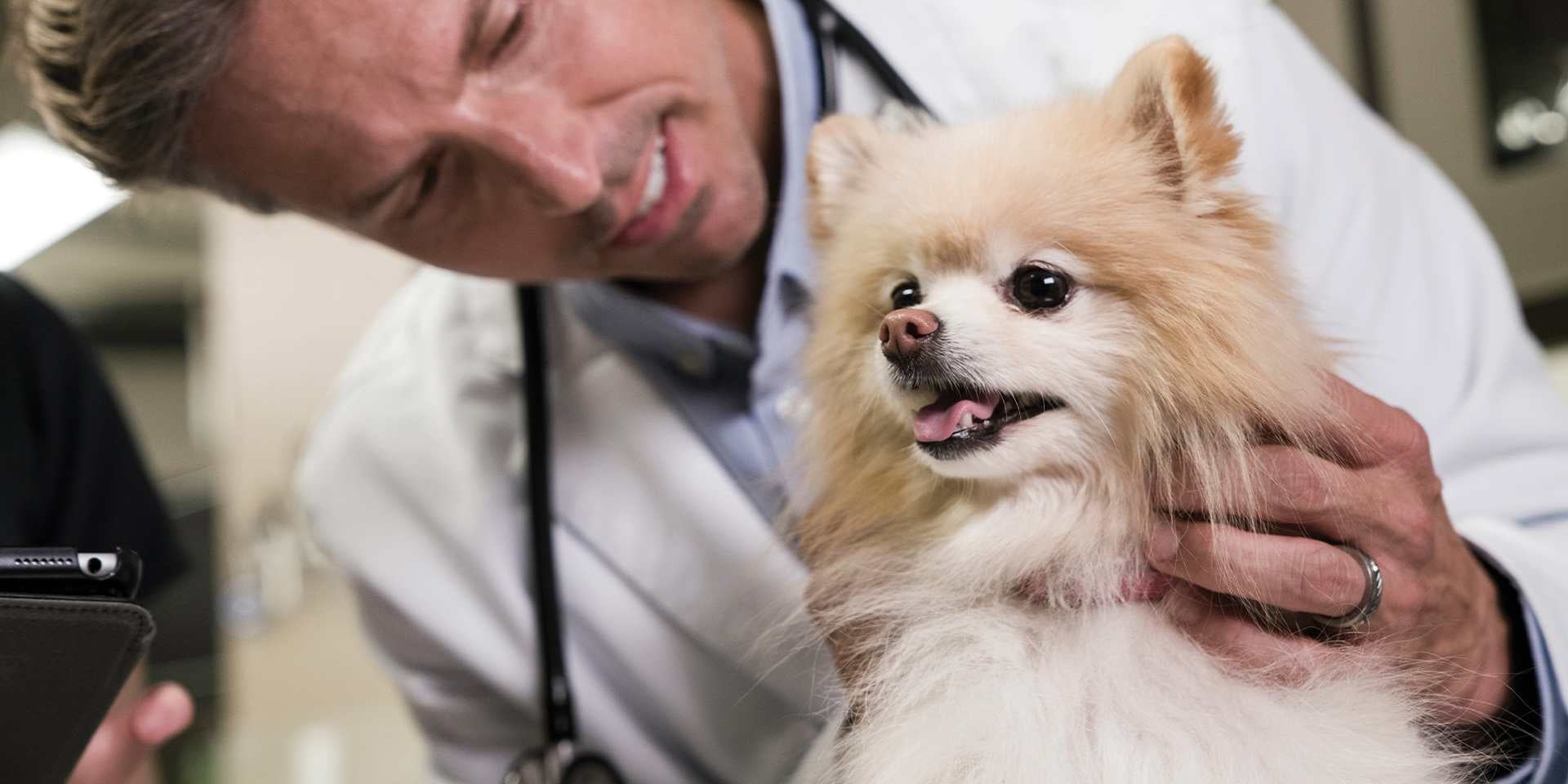 El veterinario dirá cada cuánto se desparasita un perro. Llevá a tu mascota con él, como con este pomerania.