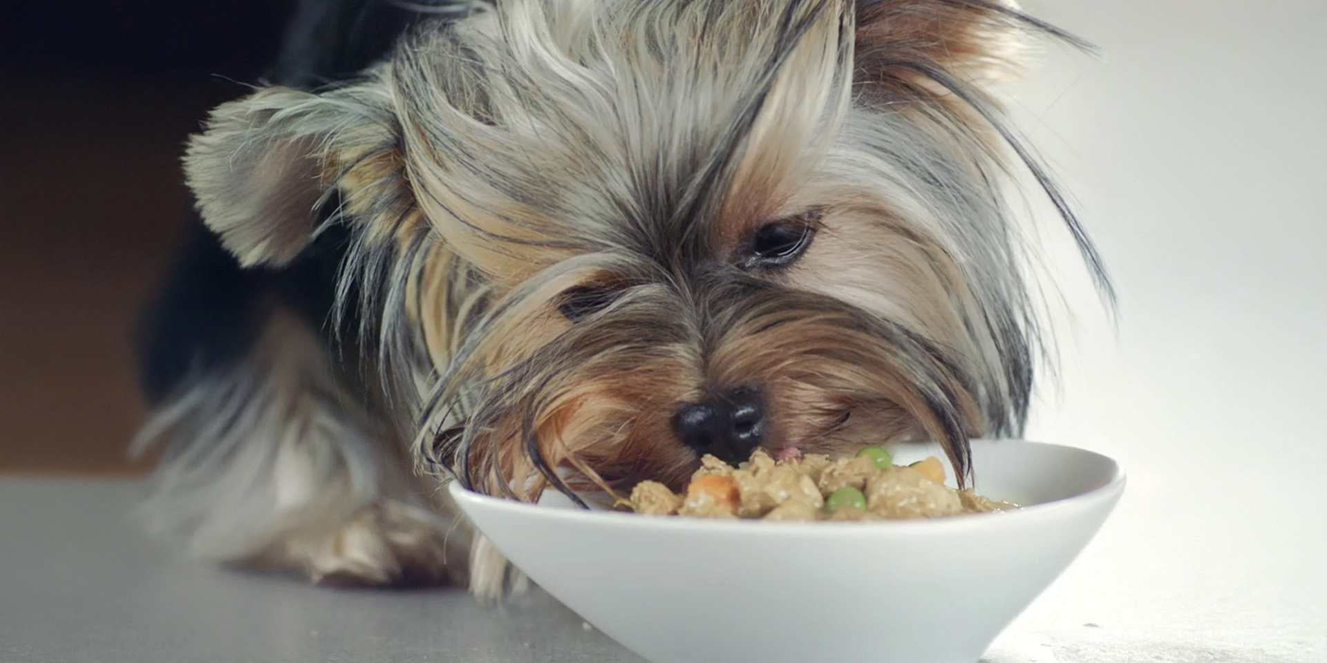 Conocé el papel de la nutrición en el cuidado del pelaje de perro
