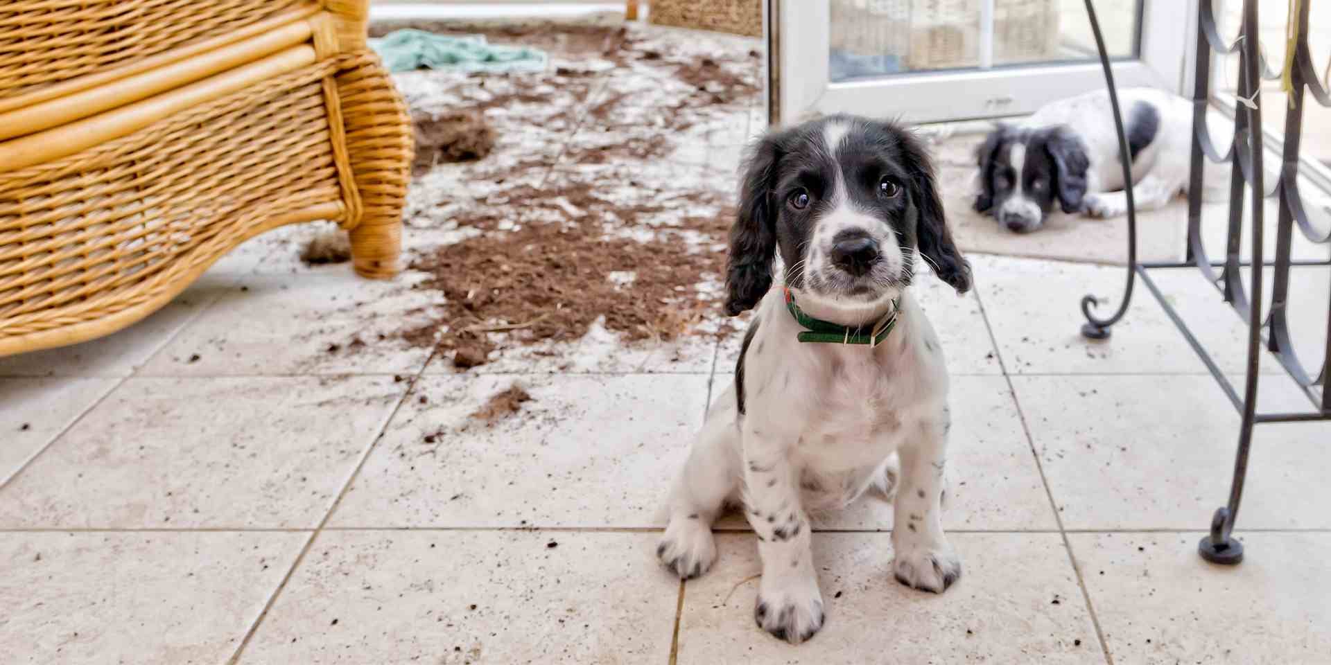 Contrario a un perro feliz, uno que presenta estrés se comportará con tendencias destructivas, como este cachorro.