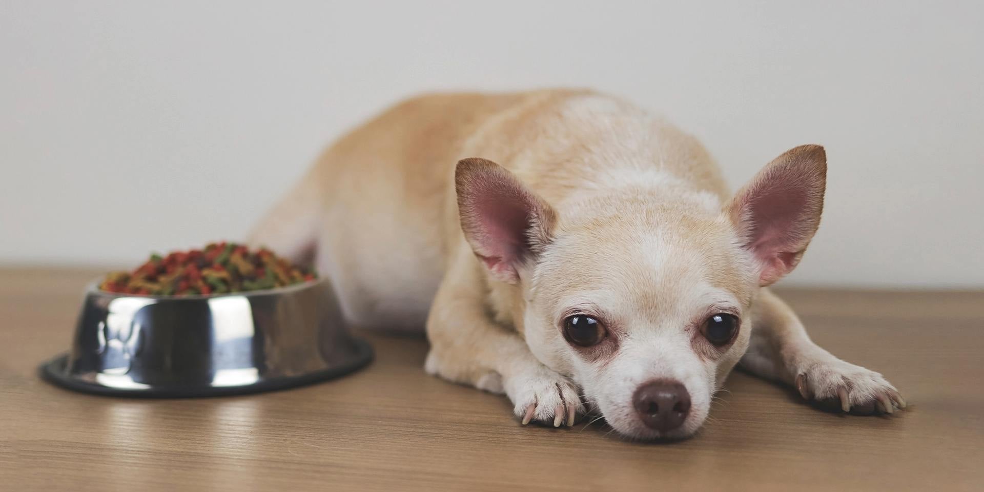 Descubrí qué pasa si un perro come chocolate. Chihuahua con inapetencia junto a su plato.