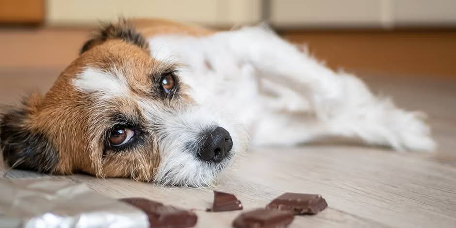 Perro con malestar acostado en el suelo junto a trocitos de chocolate. Conocé lo que pasa si un perro come chocolate.