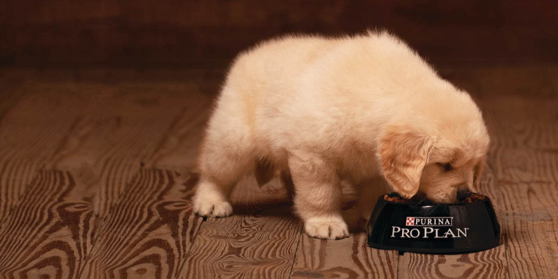 En PRO PLAN® encontrás el tipo de alimento para perros cachorros adecuado para ellos, balanceado y completo.