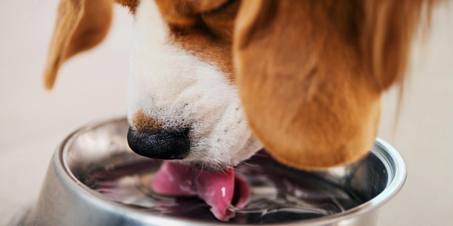 Además del tipo de alimento para perros, considerá también su hidratación. Beagle tomando agua.
