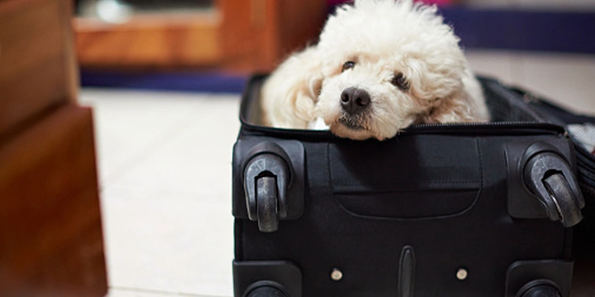 Viajar con mascotas es fácil y divertido: seguí estos tips, protegelas y diviértanse juntos. Perro en el equipaje.