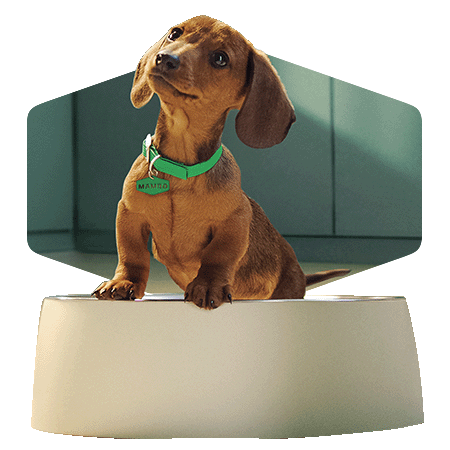 Cachorro próximo a cumplir un año y transición a alimento para perro adulto Dog Chow