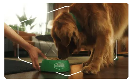 Alimento para perros Dog Chow con información de ExtraLife y canal de contacto
