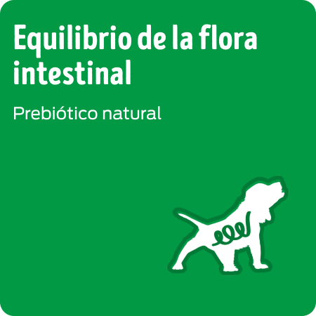 Alimento para cachorro con prebióticos para favorecer la salud digestiva y la flora intestinal