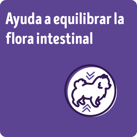 Alimento para perros senior Dog Chow que ayuda a equilibrar la flora intestinal