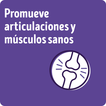 Alimento para perros senior Dog Chow que promueve músculos y articulaciones sanas