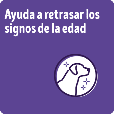 Alimento para perros senior Dog Chow que ayuda a retrasar los signos de la edad