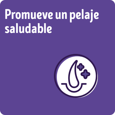 Alimento para perros senior Dog Chow que promueve un pelaje saludable