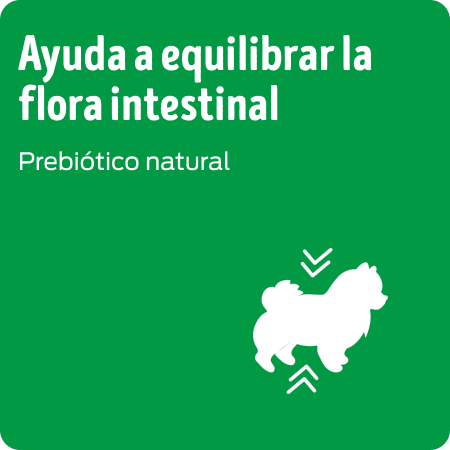 Alimento para perros Dog Chow que ayuda a equilibrar la flora intestinal