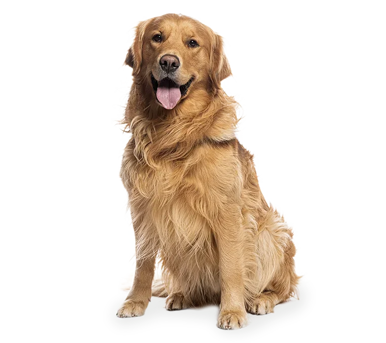 Registro Dog Chow para recibir consejos, novedades y cuidados para mascotas