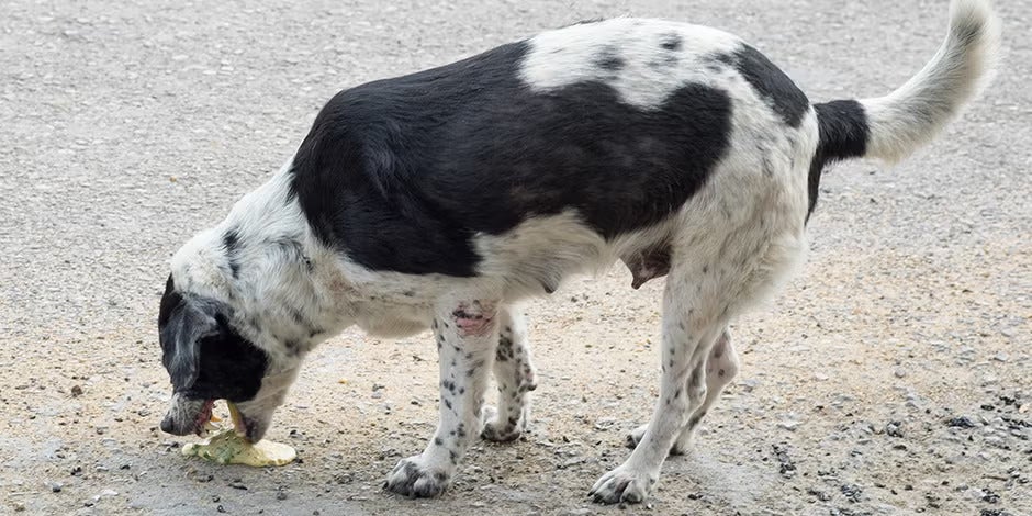 El vómito es uno de los signos clínicos habituales del envenenamiento en perros. Can vomitando.