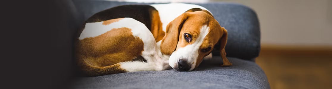 Envenenamiento en perros. Beagle indispuesto.