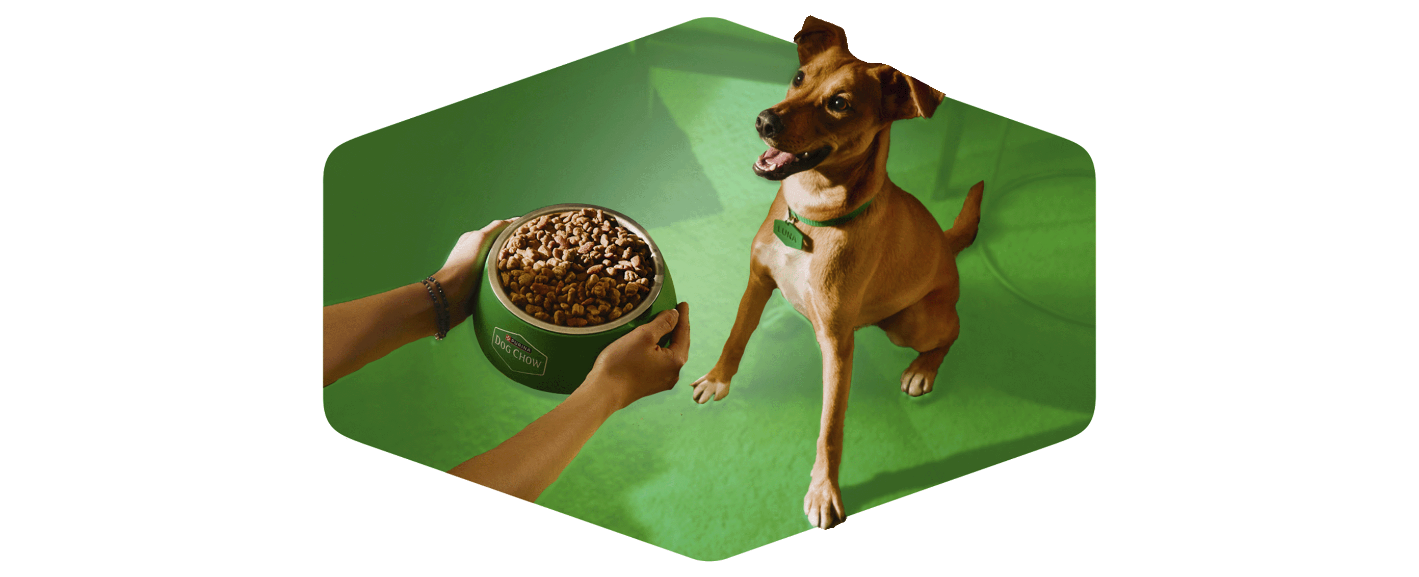 Perrito recibiendo su alimento junto a suscripción al newsletter de Dog Chow