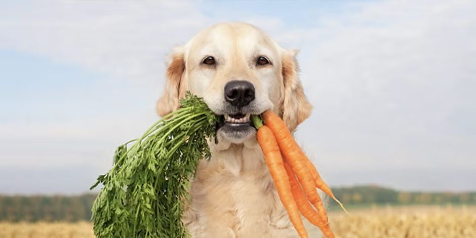 Que contenga ingredientes naturales, como esta zanahoria, no lo convierte en un alimento holístico para perros. Golden con zanahoria en el hocico.