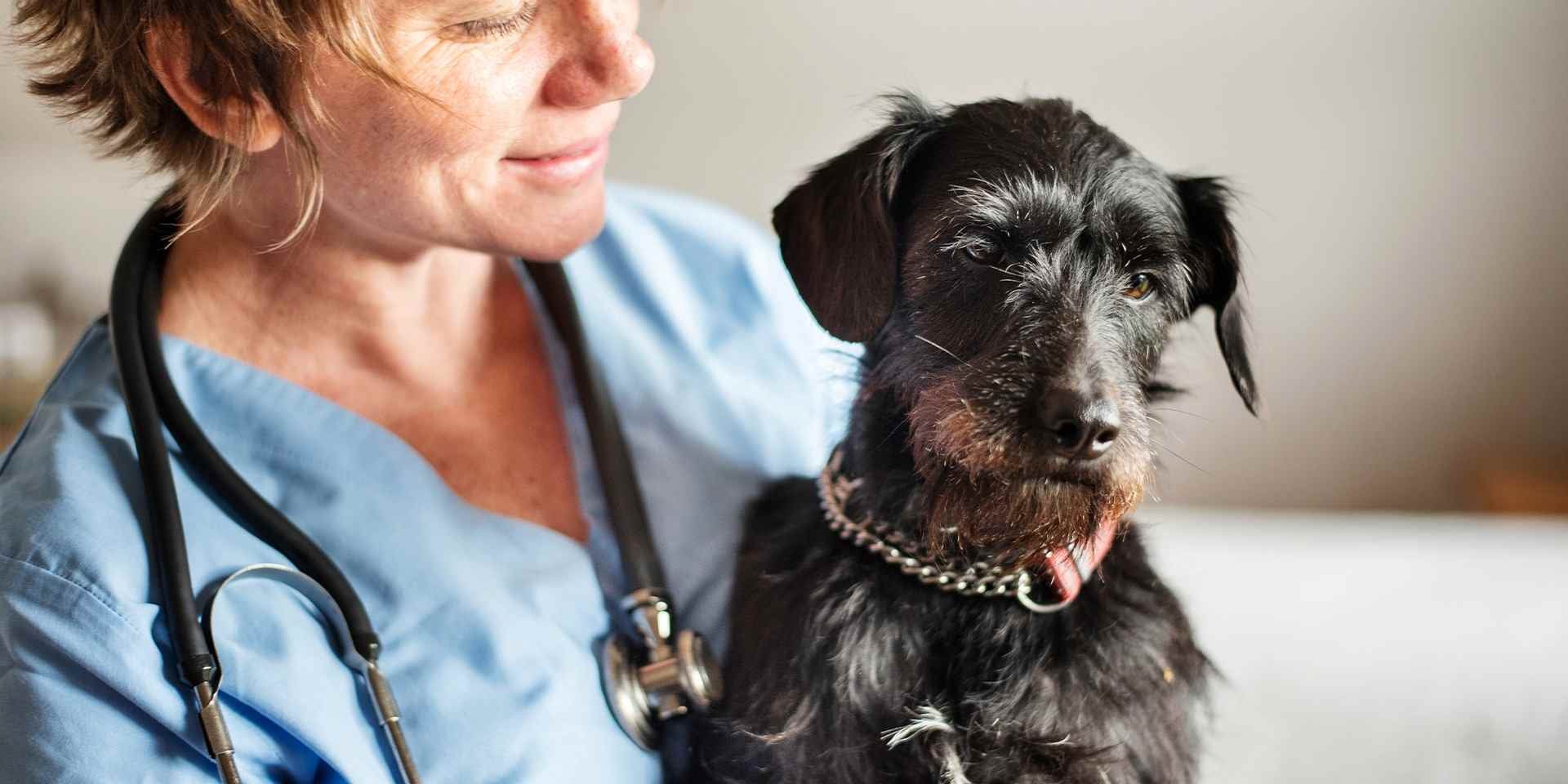 Antes de elegir una fórmula para tu mascota, sea alimento holístico para perros o no, consultá con el profesional. Veterinaria junto a un perro negro.