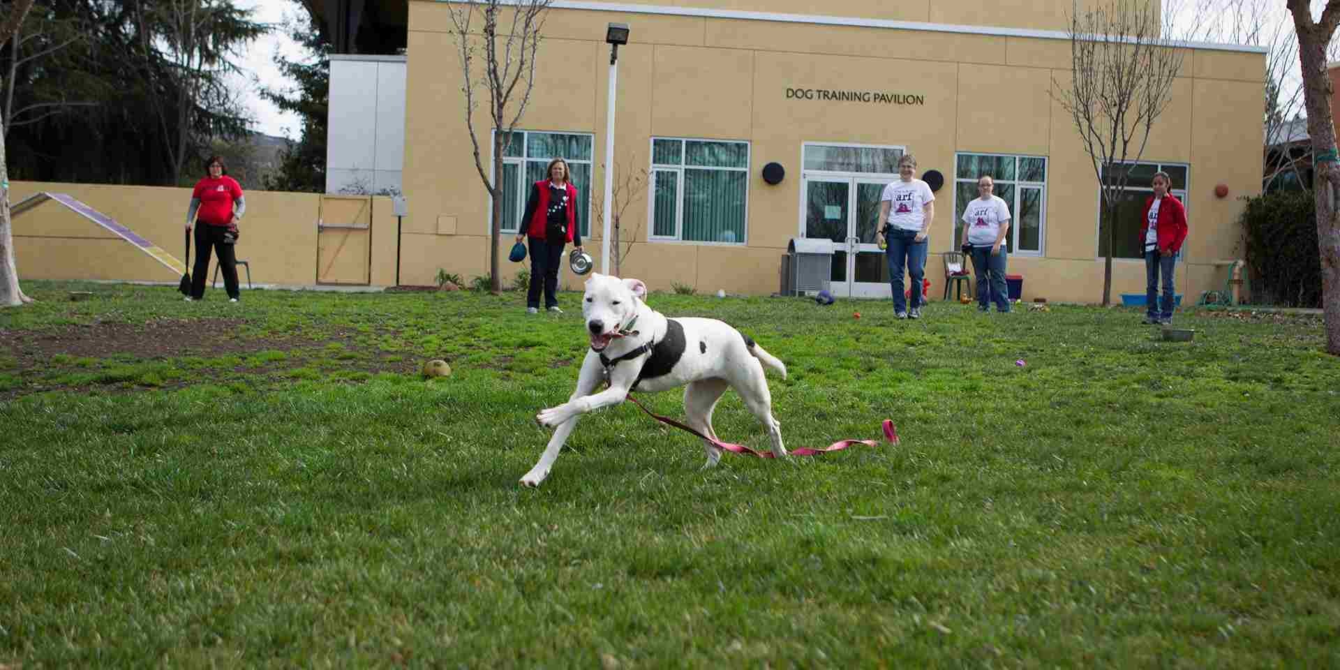 El alimento gastrointestinal para perros nutre y aporta mayor energía a tu mascota. Pitbull corriendo.