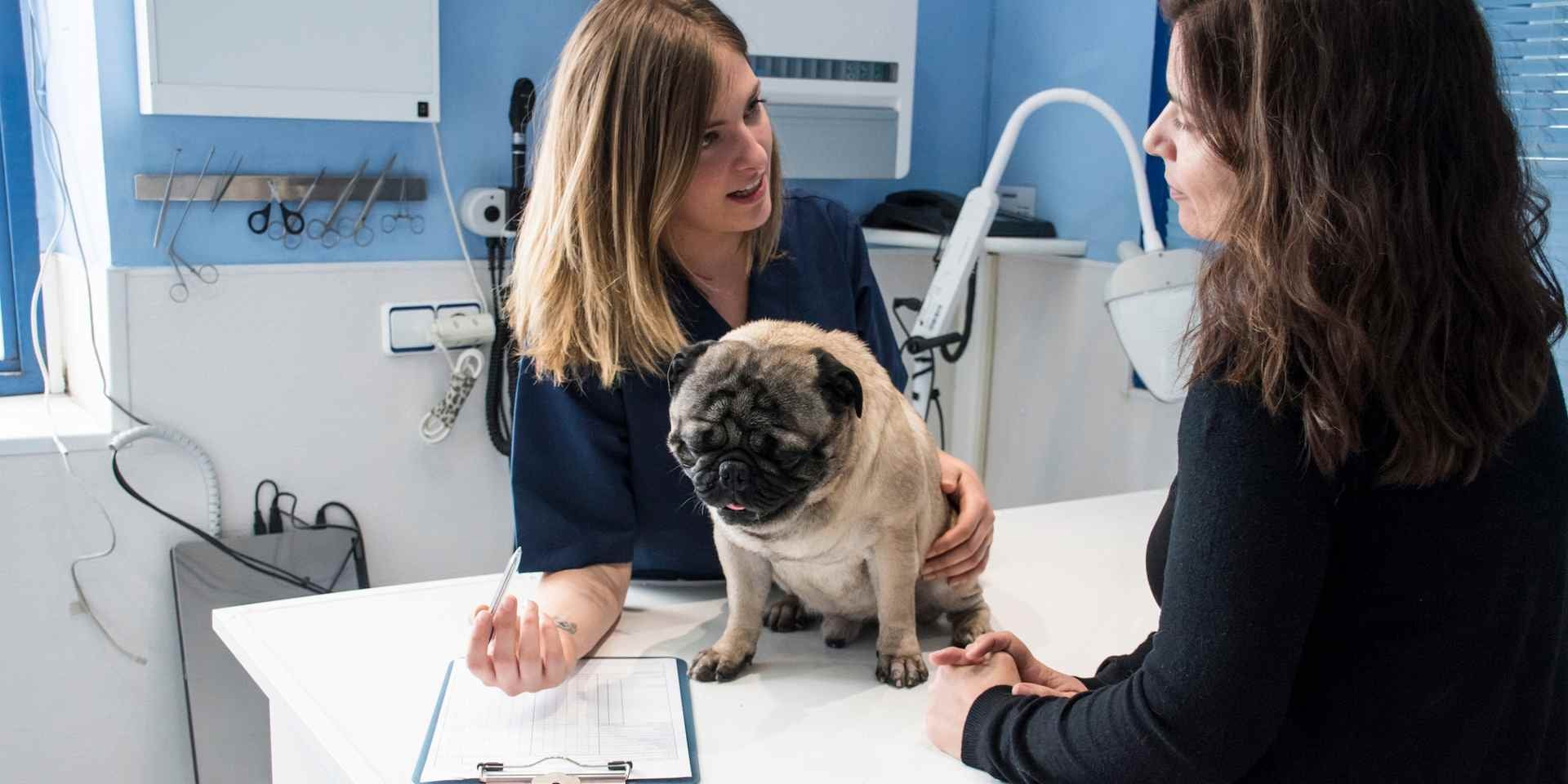 Pug enfermo con su tutora y su veterinaria. Alimento gastrointestinal para perros.
