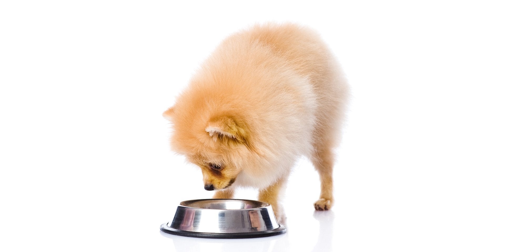 Conocé los beneficios del alimento hidrolizado para perros