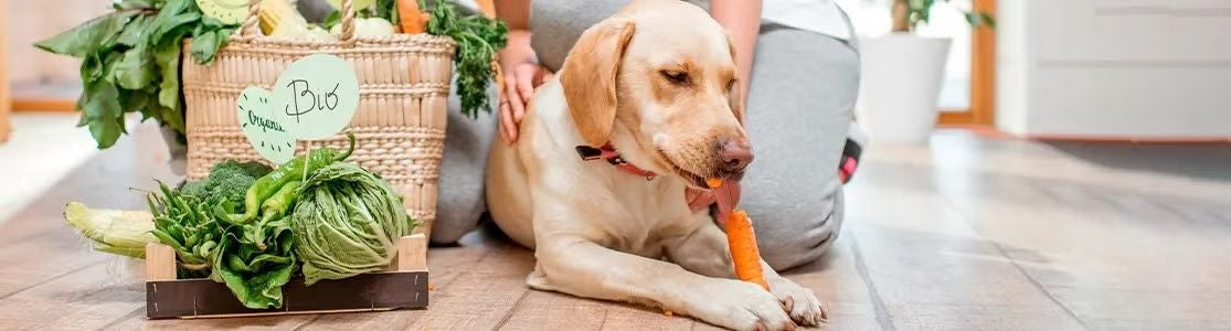 Mitos y verdades sobre el alimento holístico para perros