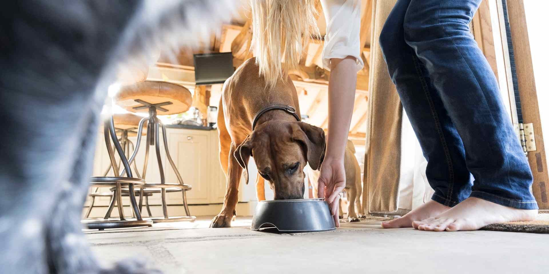 Alimento húmedo para perros.