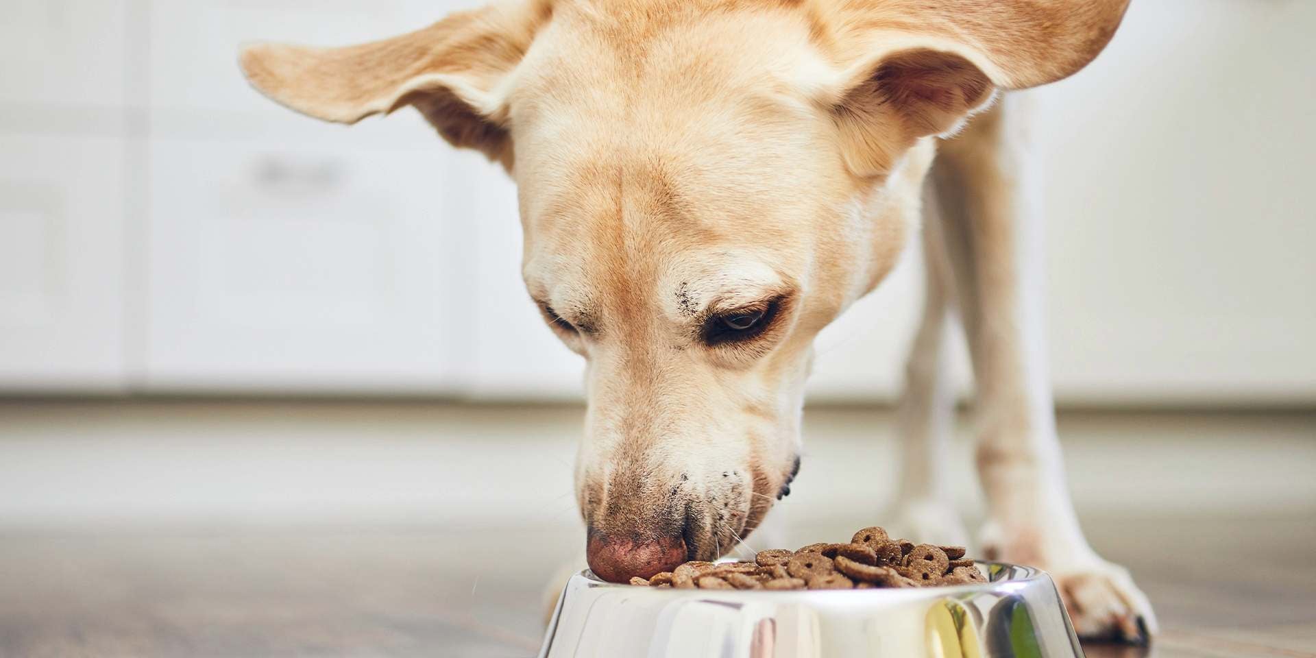 PRO PLAN® Active Mind es una gran alternativa nutricional en lo que a alimentos para perros senior se refiere. Perro senior comiendo.