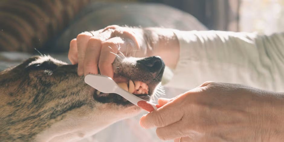 El alimento para perros viejos con pocos dientes y el cepillado dental canino cuidarán su boca. 