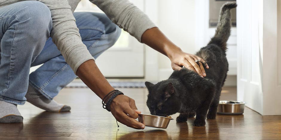 Alimento premium para gatos. Tutor dando alimento a su mascota. Title de la Imagen: Alimento premium para gatos