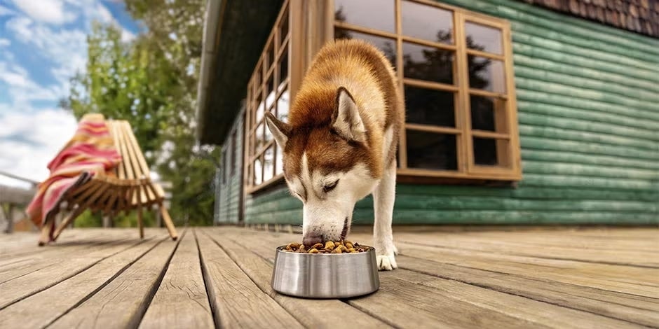 Para dar el mayor bienestar a tu mascota, dale siempre alimento premium para perros. Husky comiendo.