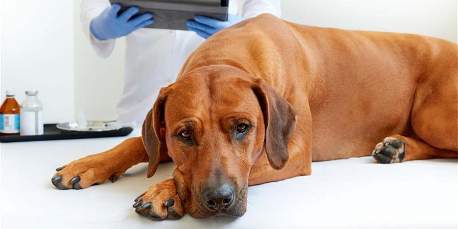 Alimentos prohibidos para perros: Conocelos y cuidá a tu mascota