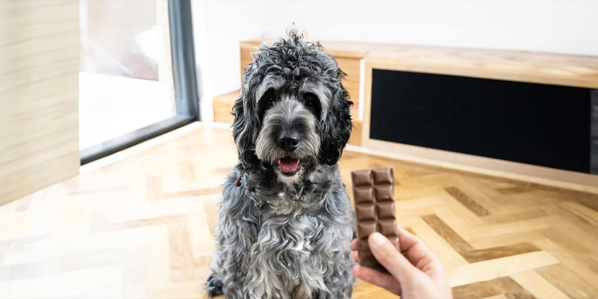 Dar comida casera para perros al tuyo podría exponerlo a ingerir algún ingrediente riesgoso para su bienestar, como el chocolate.