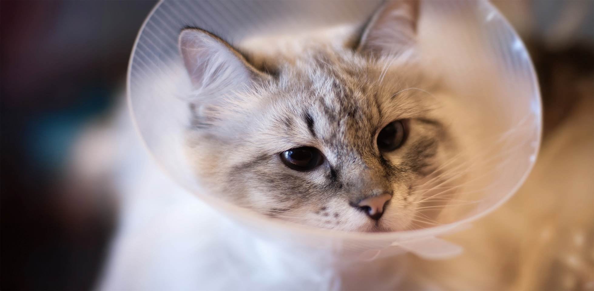 El organismo felino cambia tras esterilizarlo, considerá cambiar también su fórmula por croquetas para gato esterilizado. Michi operado.